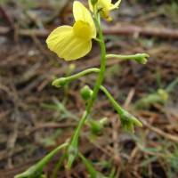 Utricularia aurea Lour.